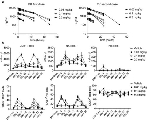 Figure 6. ANV419 has an extended half-life and promotes the proliferation of CD8+ T cells and NK cells in cynomolgus monkeys. ANV419 was administered i.v. At 0.03 mg/kg, 0.1 mg/kg, or 0.3 mg/kg on days 1 and 15. a) the pharmacokinetic profile of ANV419 was measured in serum after the first (day 1) and second dose (day 15). b) the time course of CD8+ T cell, NK and Treg expansion (cell count/μL) and proliferation (Ki67) was determined by immunophenotyping of whole blood samples pre-dose (days 1 and 15) and after ANV419 i.v. administration. Top: CD8+ T cell, NK cell and Treg cell count/μL blood. Bottom: % Ki67+ cells from parental population for CD8+ T cells, NK cells and Treg cells. n = 6 animals (3 males, 3 females) per group, mean ± SEM is shown.