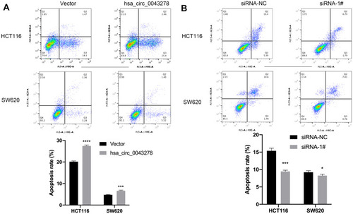 Figure 5 Hsa_circ_0043278 promotes colorectal cancer cell apoptosis.