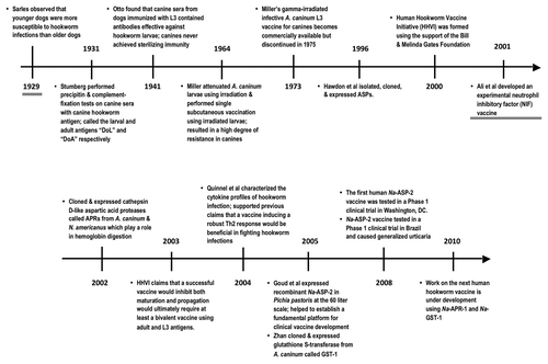 Figure 2. A century of parasitology that has led to the successful industrial-scale development of a canine hookworm vaccine and the experimental testing of a human hookworm vaccine.