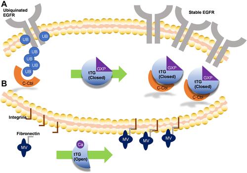 Figure 3 Mechanisms by which tissue transglutaminase impacts glioblastoma aggressiveness. (A) Without tTG, in many glioblastoma cells c-Cbl ubiquitinates the EGFR, priming it for degradation. When tTG is present, it sequesters the c-Cbl, preventing ubiquitination and effectively stabilizing the growth receptor, functionally increasing its expression. (B) Extracellular tTG is able to crosslink fibronectin displayed on the outside of microvesicles (MVs) to integrins expressed on cell surfaces. This allows the MVs to dock to the cells, and release their contents.