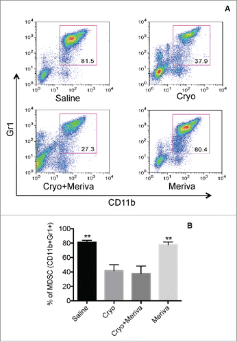 Figure 2. Cryoablation but not Meriva reduced the MDSC population in blood of 4T1 mice. BALB/c mice were injected with 105 4T1 tumor cells in the mammary fat pad and treated with cryoablation (20%) 14 d later. Meriva was administered (10 mg/300 μL Saline; orally), every 3 d for 14 d, starting on day 3 after cryoablation and then euthanized for analysis 2 d after the last treatment (day 30 after tumor cell injection). Myeloid-derived suppressor cells (MDSC)(CD11b+Gr1+) were analyzed in blood by flow cytometry and shown in flow cytometry profile (A) or averaged (B). The percentage of MDSC was determined in the total leucocyte population in blood. Representative of two experiments with n = 5 mice per group. The error bars represent the SEM. All groups were compared to cryoablation plus Meriva group. Mann-Whitney test. *P < 0.05. Values P < 0.05 were considered statistically significant.