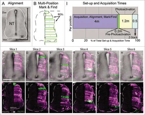 Figure 2 Multi-position photoactivation set up. (A) Transverse section of E4 trunk tissue with neural tube outlined in white. Dorsoventral length (L) and one-half of medioventral width (W) of the neural tube were measured to calculate the approximate ROI size necessary to cover the entire length of half the neural tube. (B) Multi-position mark and find alignment schematic of ROI's, placed in consecutive sections with an increasing position along the dorsoventral axis, green rectangular boxes. (C–H) Collapsed z-stacks of each slice (6 slices from one embryo), with and without brightfield for clarity, after the ROI's were photoactivated. Slices shown based on the placement of the photoactivated regions in serial sections. (I) Chronological breakdown of the time requirements are necessary for set-up, photoactivation and z-stack in one position. Dor, dorsal;Ven, ventral; NT, neural tube; L, length;W, width; ROI's, regions of interest. The scale bar in (C) is 100 um.
