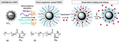 Figure 11 Preparation of magnetic responsive drug delivery systems (DDS) based on lanthanum strontium manganese oxide (LSMO) MNPs and polymer brush with a tunable LCST (top left). Chemical structures of the block copolymers used: (a) poly (ethylene glycol)-b-poly(lysine), and (b) poly (ethylene glycol-co-propylene glycol)-b-poly(lysine), with x = 6 and y = 29. Principle of drug loading and alternating magnetic field (AMF) triggered drug release (right). Reprinted from Louguet S, Rousseau B, Epherre R, et al. Thermoresponsive polymer brush-functionalized magnetic manganite nanoparticles for remotely triggered drug release. 10.1039/C2PY20089A. Polym Chem. 2012;3(6):1408–1417.Citation165 Copyright 2013 Royal Society of Chemistry; permission conveyed through Copyright Clearance Center, Inc.