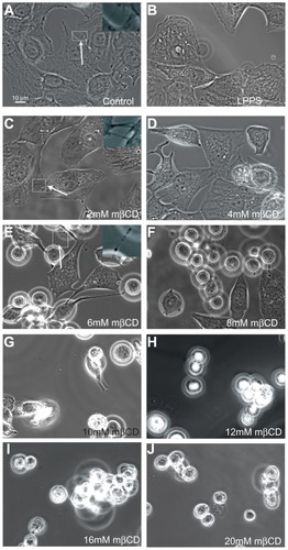 Figure 2 Phase-contrast images of T24 cells revealing the loss of intercellular membrane nanotubes upon increasing concentration of methyl-β-cyclodextrin treatment. The images show the growth of T24 cells in control (A) and cholesterol-free medium (lipoprotein poor serum) (B), and the morphological changes of T24 cells in lipoprotein poor serum following 2–20 mM methyl-β-cyclodextrin 2-hour treatment (C–J). The intercellular membrane nanotubes, observed following 4 mM methyl-β-cyclodextrin treatment, are thinner, longer (C; see arrow), and less frequent than in the control experiment (A; see arrow). The removal of cholesterol from the membrane causes the inward contraction of the cell plasma membrane (D and E). The formation of large vesicular dilations along the intercellular membrane nanotube (E; see arrow) could be due to the curvature mismatch between the remaining membrane components and the tube curvature. Above 6 mM methyl-β-cyclodextrin, the cells become isolated and spherical (F–J).Abbreviation: mβCD, methyl-β-cyclodextrin.