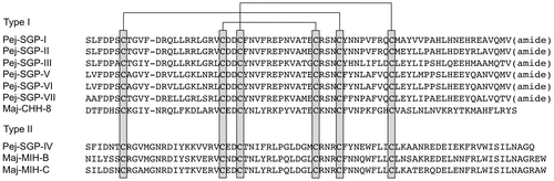 Fig. 2. Amino acid sequence alignment of CHH-family peptides characterized from the kuruma prawn Marsupenaeus japonicus.