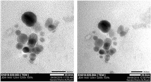 Figure 8. TEM images of Ceph-Ag NPs.