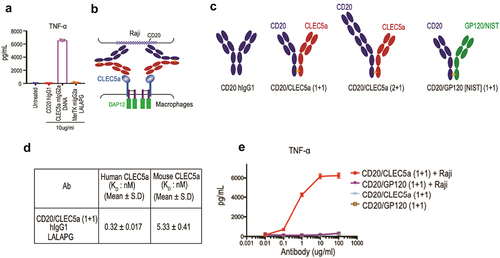 Figure 3. Identification and characterization of CLEC5A agonist antibodies CLEC5A agonist antibody induced TNF production from CLEC5A + human primary macrophages (Mean ± S.D of triplicates from one donor). (b) Schematic depiction of B cell-dependent engagement of CLEC5A via CD20/CLEC5A bispecific antibody. (c) Schematic depiction of different CLEC5A bispecific antibodies. Bispecific antibodies carry LALAPG mutation in their Fc while CD20 hIgG1 has a wild-type Fc. (d) Binding Kd values of CLEC5A bispecific antibodies for human and mouse CLEC5A were determined by Biacore. (e) Activation of CLEC5A signaling (TNF production) in human macrophages by the bispecific antibody in the presence of target Raji cells (Mean ± S.D of triplicates from one donor).