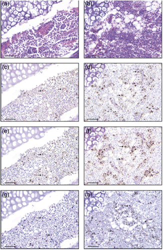 Figure 1. Bone marrow (BM) histological sections: aPF and CF of PBFD. CF bone marrow (1a), bone marrow in aPF is partially replaced by fat tissue (atrophy) (1b). In the same sections, immunohistochemical staining (BFDV antigen): a lower number of BFDV-positive myeloid cells are present in CF (1c) compared with aPF (arrows) (1d). Numerous BFDV-positive cells are also positive for caspase-1 (arrows) (1e, 1f). A similar pattern of nuclear positivity is observed in caspase-1 and TUNEL stained myeloid cells (1g, 1h), with a higher number of TUNEL-positive cells being present in the aPF, particularly concentrated near the areas of adipose-metaplasia of the tissue (1h). Scale bar: 250 µm.
