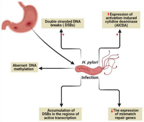 Figure 5 Genome instability due to H. pylori infection. Created in ©BioRender.com.