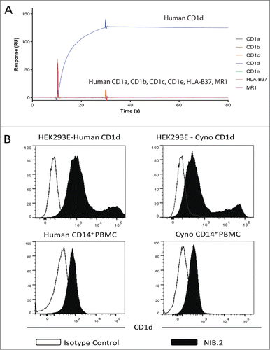 Figure 1. NIB.2 binds human and cynomolgus cell-based CD1d and demonstrates high affinity for recombinant CD1d antigens. (A) Representative SPR trace showing that NIB.2 binds strongly to human CD1d and not to related human proteins CD1a, CD1b, CD1c, CD1e, HLA-B37, and MR1. (B) NIB.2 binds recombinant human and cynomolgus CD1d/β2M expressed on transfected HEK293E cells (top panels, black histograms) and to native CD1d on primary human and cynomolgus PBMCs (bottom panels, black histograms). Negative control isotype-matched antibody showed no binding (white histograms).