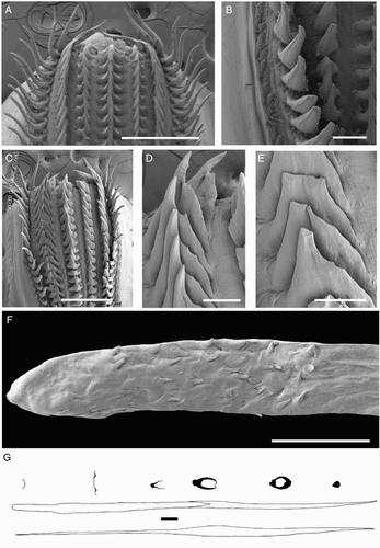 Figure 18 Mastigoteuthis psychrophila. A, B, M.070954, ♂, no fins, LRL 2.89 mm; C–F, NIWA 44277, sex indet., ML 86 mm; G, NIWA 44301, ♀, ML 96 mm. A, Radula; B, radula margin; C, asymmetrical radula; D, E, fused lateral teeth of asymmetrical radula; F, palatine palp; G, gladius. Scale bars = A, C, 500 µm; B, D, E, 100 µm; F, 1 mm; G, 5 mm.