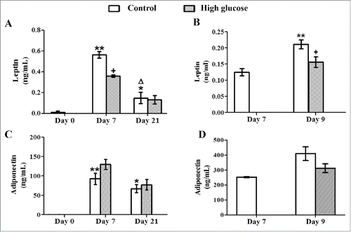 Figure 2. Effects of high glucose on secreted leptin and adiponectin levels during 3T3-L1 differentiation and in 3T3-L1 mature adipocytes. Culture medium samples of (A, C) 3T3-L1 preadipocytes (d0) and control /glucose-exposed (50 mM) adipocytes (d7, d21) and of (B, D) Control (d7, d9)/glucose-exposed (50 mM, 48 hours) 3T3-L1 adipocytes (d9) were obtained for adipokine ELISA assays. Data are means ± SEM of the concentration of each adipokine secreted to the cell medium. Groups were compared by using the ANOVA for a single factor and Dunnett's test. (A, C) Data from control groups are compared to day 0 *. p < 0.05; **. p < 0.01 or to day 7 Δ. p < 0.05. Glucose-exposed cells are compared to the control group from the same differentiation day +. p < 0.05. (B, D) Data from control cells at day 9 were compared to control cells at day 7 **. p < 0.01. Data from glucose-exposed cells were compared to their same day control group +. p < 0.05. The number of independent samples analyzed is ≥10 for each adipokine and condition evaluated.