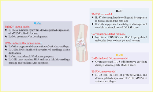 Figure 3 In vivo effects of IL-36, IL-37 and IL-38 on OA development. Injection of IL-36Ra inhibited Tgfbr2−/− spontaneous OA mice synovitis, whereas injection of IL-36α promoted OA development. In DMM-induced OA mice, injection of IL-36Ra or IL-36Ra@Gel suppressed severity of cartilage tissue destruction. On the contrary, injection of IL-36α exacerbated OA progress. For IL-37, injection of IL-37 into TMJOA rats suppressed swelling and hyperplasia in tissues around the cartilage. Regarding role of IL-38, DMM-induced OA mice injected with overexpressed IL-38 significantly improved cartilage damage, downregulated OARSI score.