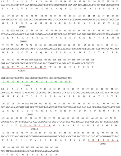 Figure 2. Nucleic acid and deduced amino acid sequences of S12B8 scFv antibody. VH and VL domains are linked with a (G4S)3 linker; the CDRs of the scFv are indicated.