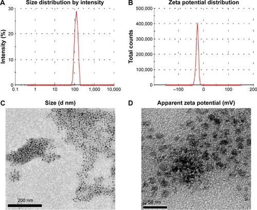 Figure 6 The size, zeta potential, and TEM images of nanoparticles.Notes: (A) and (B) DLS analysis results of Gd-CDs/AFn (DOX)/FA. (C) and (D) TEM image of Gd-CDs/AFn (DOX)/FA.Abbreviations: AFn, apoferritin; DLS, dynamic light scattering; DOX, doxorubicin; FA, folic acid; Gd-CDs, gadolinium-carbon dots; TEM, transmission electron microscope.