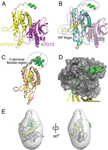 Figure 1. Structure of ATG101-ATG13HORMA complex. (a) Our HsATG101-ATG13HORMA complex showing the C-terminal helix of ATG101. ATG101 and ATG13HORMA are colored yellow and magenta, respectively. The unique C-terminal region of ATG101 is highlighted as green. (b) Superposition of HsATG101 structures showing clear differences in 2 regions, the WF-finger and the C-terminal region, which are highlighted by red and blue dotted circles, respectively. Our HsATG101-ATG13HORMA structure is colored as panel (A). The previous HsATG101-ATG13HORMA structure (C-terminal deleted version of HsATG101; PDB ID: 5C50) is colored slate and gray for ATG101 and ATG13, respectively. Free HsATG101 (β-sheet conformation of C-terminal region; PDB ID: 4WZG) is colored sky blue. (c) Superposition of all our structures of HsATG101 showing the flexibility of the C-terminal region. The HsATG101 with a helical C-terminal region is colored as panel (A) and that with random coil colored pink. (d) A close-up view of the interaction between the C-terminal region of HsATG101 and neighboring symmetry-equivalent ATG13 molecule shown in dark gray surface. The exposed aliphatic carbon atoms of Thr202, Val204, and Thr206 in ATG101 are stabilized by hydrophobic residues including Tyr152 in neighboring ATG13 in crystalline packing. (e) Our crystal structure of ATG101-ATG13HORMA and a modeled complex with the C-terminal β-sheet structure of ATG101 were fitted into the low-resolution molecular envelope generated from SAXS data. The C-terminal flexible α-helix of ATG101 colored green shows discrepancy for the SAXS molecular envelope and the simple rigid-body motion of the region colored magenta fits well into the SAXS envelope.