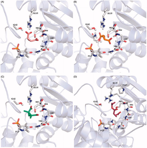 Figure 4. (A) Docking pose of compound 4; (B) binding mode of compound 5: the carboxylic group is located in proximity of a water molecule, that was omitted during docking simulation; (C) pose of compound 8; (D) docking pose of compound 7.