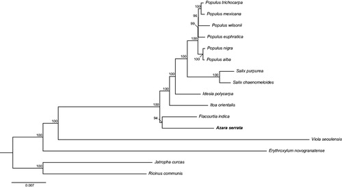 Figure 1. Phylogenetic relationships of 16 Salicaceae species based on chloroplast genome sequences. Bootstrap support is indicated for each branch. GenBank accession numbers: Erythroxylum novogranatense (KX256287), Flacourtia indica (MG262341), Idesia polycarpa (KX229742), Itoa orientalis (MG262342), Jatropha curcas (FJ695500), Populus mexicana (MG262353), P. alba (AP008956), P. euphratica (KJ624919), P. nigra (MG262354), P. trichocarpa (EF489041), P. wilsonii (MG262359), Ricinus communis (JF937588), Salix chaenomeloides (MG262362), S. purpurea (KP019639), and Viola seoulensis (Unpublished).