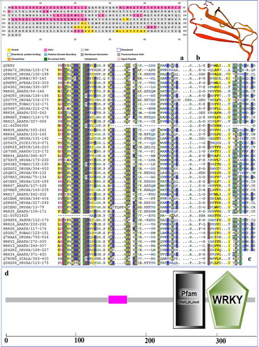 Figure 3. Prediction of the conserved domains of PtWRKY39 protein (a) Prediction of secondary structure of PtWRKY39, (b) Prediction of PtWRKY39 tertiary structure, (c) Prediction of PtWRKY39 conserved domain