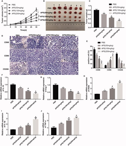 Figure 3. APS inhibited tumour growth in HCC by regulating polarization of TAMs. Tumour xenograft mouse model was constructed by inoculation of Huh7 cells, followed by administration of different concentration of APS (50, 100, 200 mg/kg) or PBS. The volume (A-B) and weight (C) of tumour were measured. (D-E) The expression of CD68 (macrophage marker), CD86 (M1 macrophage marker) and CD206 (M2 macrophage marker) in tumour tissues was assessed by IHC staining. The qRT-PCR was performed to assess the expression of IL-10 (F), Arg-1 (G), iNOS (H), IL-1β (I) and TNF-α (J) in tumour tissues. *p < 0.05 vs. PBS; #p < 0.05 vs. APS (50 mg/kg); &p < 0.05 vs. APS (100 mg/kg).