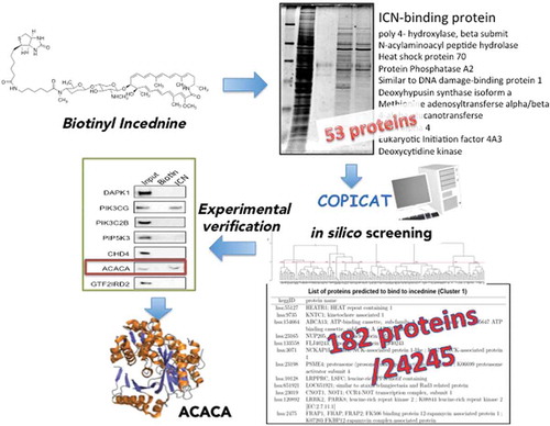 Figure 4. Proposed protocol of predicting target protein combining in silico screening and experimental verification.