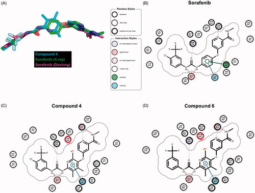 Figure 4. Comparison of docking poses. (A) Overlaid conformers of sorafenib (purple) in the crystal structure (Chain A of 1UWJ), sorafenib (green) and compound 4 (cyan) in the docking. (B)∼(D) Intermolecular interactions between sorafenib (B), compound 4 (C), compound 6 (D), and B-Raf (1UWJ) were visualised in the docked poses prepared by Glide-SPCitation36. The annotations follow the definition of the Grapheme Toolkit of Openeye package (Santa Fe, NM).