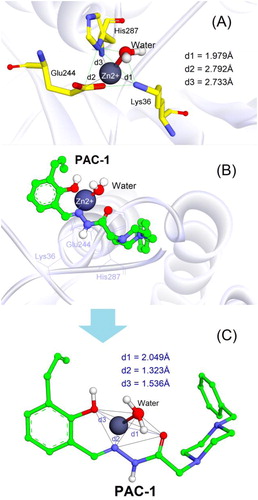 Figure 7. (A) Tetrahedral geometry of Lys36, Glu244, His287 and water molecule with zinc ion; (B) 3D structure of docked complex between PAC-1 and zinc ion in the allosteric binding site of caspase-6 (PDB ID: 4FXO); (C) tetrahedral geometry of the corresponding complex.