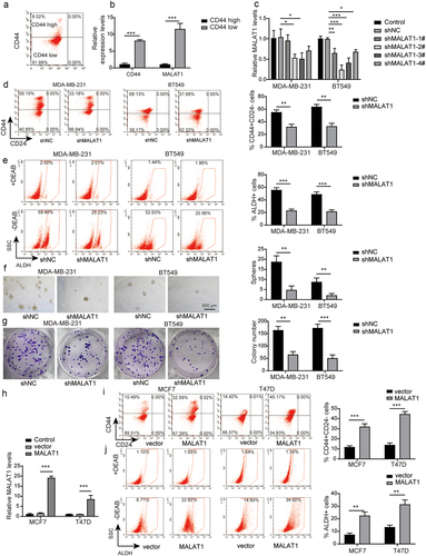 Figure 3. MALAT1 silencing inhibited the stemness of TNBC cells, and MALAT1 overexpression promoted the stemness. (a) the CD44high or CD44low subpopulations of MDA-MB-231 cells were isolated by flow cytometry sorting. (b) MALAT1 expression in CD44high or CD44low subpopulations was evaluated by RT-qPCR. (c) MDA-MB-231 and BT-549 cells were transfected with sh-NC, sh-MALAT1–1, sh-MALAT1–2, sh-MALAT1–3 or sh-MALAT1–4, and MALAT1 expression was analyzed by RT-qPCR. MDA-MB-231 and BT-549 cells were transfected with sh-NC or sh-MALAT1. (d) Flow cytometry was employed to assess the percentages of CD44+CD24− cells. (e) the percentages of ALDH+ cells were evaluated using ALDEFLUOR assay. (f) the sphere formation capacity was detected by sphere formation assay. (g) Colony formation assay was performed to determine colony formation capacity. MCF-7 and T47D cells were transfected with oe-NC or oe-MALAT1. (h) MALAT1 expression was analyzed by RT-qPCR. (i) Flow cytometry was employed to assess the percentages of CD44+CD24− cells. (j) the percentages of ALDH+ cells were evaluated using ALDEFLUOR assay. The measurement data were presented as mean ± SD. All of the tests in this study were conducted for three times. *P < 0.05, ** P < 0.01, ***P < 0.001.