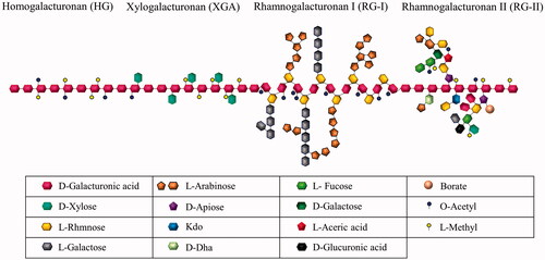 Figure 1. A schematic representation of pectin; homogalacturonan (HG), xylogalacturonan (XGA), rhamnogalacturonan I (RG-I) and rhamnogalacturonan II (RG-II) regions.
