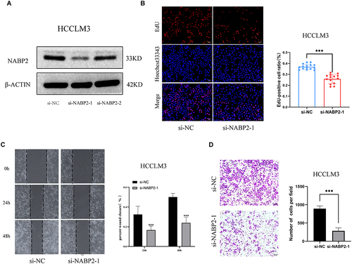 Figure 9 Knockdown of the expression of NABP2 inhibits proliferation, and migration of liver cancer cells in vitro. (A) The transfection efficiency of si-NABP2-1 and si-NABP2-2 in the HCCLM3 cell lines were detected by Western blotting. (B) EdU assay was applied to detect the efficiency of NABP2 knockdown on the proliferation of HCCLM3 cell lines. (C) Wound-healing assay showing delayed wound-healing of NABP2-downregulated HCCLM3. (D) Transwell migration assay was utilized to detect the changes in the migration ability of HCCLM3 after NABP2 silencing. (*p value < 0.05; **p value < 0.01; ***p value < 0.001).