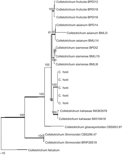 Figure 7. Phylogram generated from parsimony analysis based on combined actin, Bt2, calmodulin, GS and ITS sequences. Data were analysed with random addition sequence, unweighted parsimony and treating gaps as missing data. Bootstrap values ≥50% are shown above or below branches. Thickened branches indicate Bayesian posterior probabilities ≥95%. The tree is rooted with Colletotrichum falcatum.