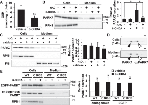 Figure 3. 6-OHDA-induced oxidative stress was implicated in PARK7 secretion. (A) SH-SY5Y cells were treated with 100 μM 6-OHDA for 3 h and were subjected to GSH assay. n = 5; mean ± S.D.; **, p < 0.01. (B) SH-SY5Y cells were pre-treated with or without 2 mM NAC for 2 h and were then treated with 100 μM 6-OHDA for 3 h, followed by culture in serum-free medium for 2 h. Whole cell lysates and the conditioned medium were immunoblotted using antibodies specific for PARK7 or RPN1. PARK7 band intensities were quantified by densitometric scanning and relative secretion level to vehicle-treated cells is shown. n = 3; mean ± S.D.; *, p < 0.05. (C) SH-SY5Y cells were treated with 100 μM H2O2 in the presence or absence of 50 U/ml catalase in serum-free medium for 3 h. Whole cell lysates and the conditioned medium were immunoblotted with antibodies specific for PARK7, RPN1, or FN1. PARK7 band intensities were quantified by densitometric scanning and relative secretion level to vehicle-treated cells is shown. n = 3; mean ± S.D. (D) SH-SY5Y cells were treated with 100 μM 6-OHDA for 3 h and were then cultured in serum-free medium for 2 h. Whole cell lysates and the conditioned medium were separated by 2D-PAGE and immunoblotted using antibody specific for PARK7. The ratio of oxPARK7:total PARK7 is shown under each condition. (E) HEK293 cells stably expressing WT or C106S mutant of PARK7 were treated with 100 μM 6-OHDA for 3 h and were then cultured in serum-free medium for 2 h. Whole cell lysates and the conditioned medium were immunoblotted using antibodies specific for PARK7 or RPN1. PARK7 band intensities were quantified by densitometric scanning and relative secretion level to vehicle-treated cells is shown. n = 3; mean ± S.D.; *, p < 0.05.