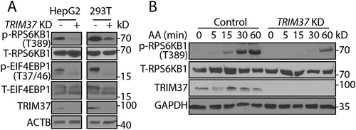 Figure 2. TRIM37 depletion inhibits amino acid-stimulated MTORC1 signaling. (a) HepG2, HEK 293T control, and TRIM37 KD cells were cultured in normal growth media and collected for protein detection via western blotting with the indicated antibodies. T-RPS6KB1 and T-EIF4EBP1 indicate total RPS6KB1 and EIF4EBP1, respectively. ACTB was used as a loading control. (b) HepG2 control and TRIM37 KD cells were incubated in media depleted of amino acids (AA) [Citation38] for 2 h and stimulated with amino acid-containing media for the indicated times, before proteins were detected by western blots. GAPDH was used as a loading control