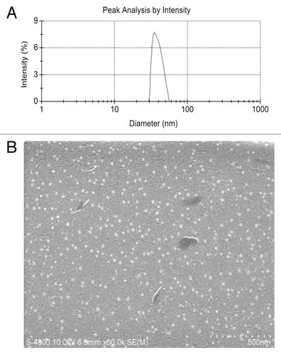 Figure 2. Particle size and scanning electron microscope (SEM) image of GC/5-FU. (A) Particle size graph showing the diameter of GC/5-FU (35.19 ± 9.50 nm). (B) SEM image of GC/5-FU. The particles show spherical structure with a smooth surface and no adhesion between nanoparticles.