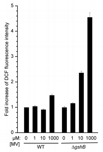 Figure 3 Estimation of cellular ROS after treatment with methyl viologen (MV). WT and the ΔgshB strains were incubated at 30°C and illuminated with 30 µmol photons m−2 s−1 for 0.5 h with varying amounts of MV. 2′,7′-dichlorofluoresceine diacetate (DCF; Sigma) was added to cells at a concentration of 10 µM. Fluorescence intensity at 525 nm was monitored following 488 excitation using a Synergy Mx fluorescence platereader (Biotek, Winooski, VT). Fluorescence intensity was normalized to cell density and is represented as fold increase compared to control (0 µM MV). Error bars represent standard error of four measurements.