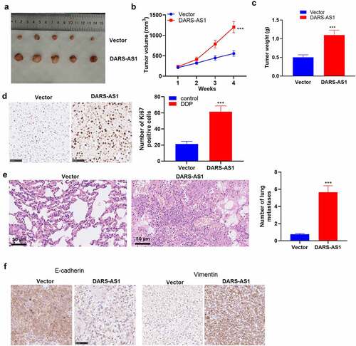 Figure 3. DARS-AS1 overexpression accelerated the growth and metastasis of HCC cells