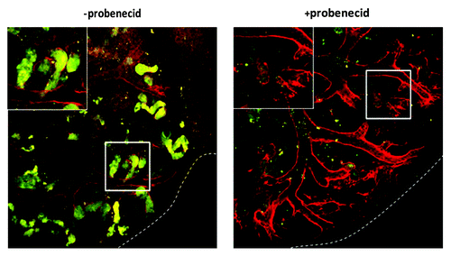 Figure 7. Uptake of organic ions by E13.5 intact kidney rudiments. In the absence of the OAT inhibitor, probenecid, vital staining of intact E13.5 kidney rudiments with 6-CF (green), indicates uptake by tubular epithelial cells. Uptake of 6-CF is blocked in the presence of probenecid. Vital staining with PNA (red) was used to identify tubule BMs. The rudiments had been cultured for 5 d prior to staining. Scale bars, 100 μm.