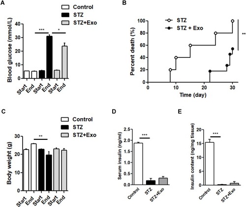 Figure 3 Effect of exosomes (Exo) on streptozotocin (STZ)-induced diabetic mice.