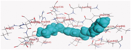 Figure 8. The aligned conformation of compound 38 (space filled cyan) occupying pocket c-di-GMP.