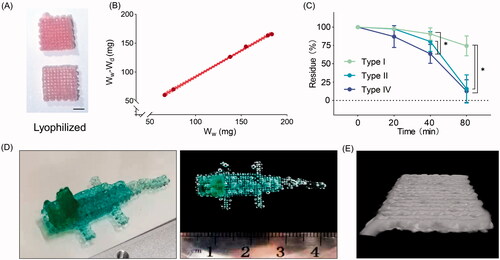 Figure 1. Biological properties of the scaffolds. (A) Image of lyophilized gelatin-methacryloyl (GelMA) scaffolds. Scale bar = 400 μm. (B) Characterization of equilibrium water content (n = 6). (C) In vitro degradation kinetics of three-dimensional (3D) printed structures using different collagenase solutions (n = 3). *Adjusted p < 0.05. (D) Photographs of a printed scaffold in the shape of a crocodile. (E) Representative micro-computed tomography 3D reconstruction of GelMA structures. Wd, dry weight; Ww, wet weight.