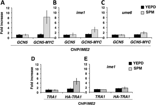 FIG 6 Gcn5 and Tra1 are present at the IME2 promoter during sporulation. Strains expressing untagged GCN5 or GCN5-MYC (A to C) or untagged TRA1 or HA-TRA1 (D to E) during vegetative growth (YEPD) or 3 h post-induction of sporulation (SPM) were subjected to ChIP using anti-MYC or anti-HA antibodies. The fold increase reflects the increase in the IME2 URS1 PCR product relative to the negative-control TEL6 sequence that does not harbor a URS1 sequence. (A, D) Wild type. (B, E) ime1/ime1. (C) ume6/ume6. The data presented reflect mean values from three independent ChIP replicates and three technical replicates of each sample; errors bars indicate standard deviations.