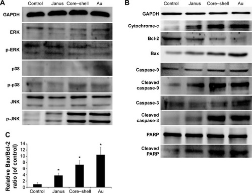 Figure 5 Roles played by MAPK subfamilies in the mitochondrial apoptosis induced by three rod-like gold-mesoporous silica nanoparticles.Notes: MCF-7 cells were separately treated with 12.5 µg/mL of three rod-like gold-mesoporous silica nanoparticles for 24 hours; then, whole-cell lysates were collected and immunoblotted using antibodies against MAPK subfamily proteins, such as ERK, p-ERK, p38, p-p38, JNK, and p-JNK (A), as well as apoptosis-related proteins, such as cyt c, Bcl-2, Bax, caspase-9, caspase-3, and PARP (B). GAPDH was used as a standard to ensure the equal loading of lysates. (C) Quantitative analysis of the ratio of Bax/Bcl-2. Values are presented as means ± SD of three determinations. *P<0.05 versus control group.Abbreviations: Au, gold; MAPK, mitogen-activated protein kinase; ERK, extracellular-signal-regulating kinase; JNK, c-Jun-N-terminal kinase; cyt c, cytochrome c; Bcl-2, B-cell lymphoma-2; Bax, Bcl-2-associated X protein; PARP, polyADP-ribose polymerase; GAPDH, glyceraldehyde-3-phosphate dehydrogenase; SD, standard deviation.