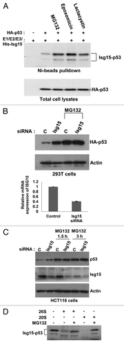 Figure 2. p53 ISGylation promotes proteasome-dependent degradation. (A) Different proteasome inhibitors MG132 (25 μM), Epoxomicin (10 μM), and Lactocystin (10 μM) were used and p53 ISGylation was analyzed in HEK293T cells after transfecting p53 and Isg15-modifying system. (B) The Isg15 siRNA knockdown increases p53 protein levels. HEK293T cells were transfected with p53 and subsequently with Isg15 siRNA. p53 was visualized using HA antibody (HA-11).The knockdown efficiency of Isg15 was assessed by RT-PCR (bottom panel) (C). Similar to (B), but no p53 was transfected, and the level of endogenous p53 was analyzed with 1801 antibody in HCT116 cells. (D) ISGylated p53 can be degraded by proteasomes. Purified ISGylated p53 was incubated with 20S or 26S proteasomes and analyzed by western blotting using anti-p53 antibody 1801.