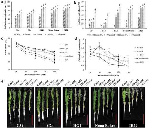 Figure 3. Performances of different rice landraces under salt treatments. Three-weeks old C34, C24, HG1, Nona Bokra, and IR29 seedlings were treated with 0 mM, 80 mM, 100 mM, 120 mM, and 150 mM NaCl for 10 d. Relative inhibition rate was indicated by relative reduction of plant height or plant root compared to control condition (0 mM NaCl). Each treatment was having 3 replicates, 10 plants were calculated in each replicate. (A) Relative inhibition rates of aerial part. (B) Relative inhibition rates of roots. (C) Water contents of rice seedlings. The harvested materials were dried in an oven for 3 d. (D) Chlorophyll contents measurement. Leaves were harvested and processed as shown in methods. (E) Pictures of seedlings after treatment, NaCl concentrations were indicated on the top of each panel. Data key: Different letters stand for having significant difference (P < 0.05) within the same treatments. Ruler bars (shown in red), 20 cm.