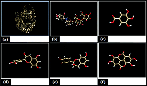 Figure 1. Showing minimized energy structure. (A) Porcine α- amylase; (B) Acarbose; (C) Gallic acid; (D) Catechin; (E) Epicatechin; (F) Proanthocyanidin.