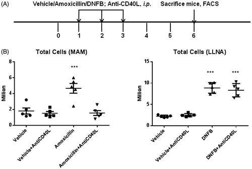 Figure 6. (A) Experimental design for anti-CD40L experiments. Mice were administered vehicle, amoxicillin, or DNFB in the presence or absence of anti-CD40L antibody (500 µg on Days 1, 2, and 3). (B) Effects of anti-CD40L treatment on total cell count in DLN in the MDAM and LLNA. ***p < 0.001; n = 5. Values shown are mean ± SEM.