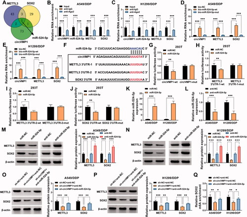 Figure 4. CircVMP1 can positively regulate the expression of METTL3 and SOX2 by sponging miR-524-5p in NSCLC cells. (A) circBank database was used to predict the interacted miRNAs of circVMP1, and the interacted miRNAs of METTL3 and SOX2 were predicted by starBase database. Venn diagram showed the predicted common miRNA targets of circVMP1, METTL3, and SOX2. (B and C) RIP assay was performed to analyze the interaction between miR-524-5p and circVMP1, METTL3, or SOX2. (D and E) RNA-pull down assay was performed to confirm the target relationship between miR-524-5p and circVMP1, METTL3, or SOX2. (F) The putative binding sites between miR-524-5p and circVMP1, METTL3, or SOX2 were shown. (G–J) The interaction between miR-524-5p and circVMP1, METTL3, or SOX2 was verified by dual-luciferase reporter assay. (K) RT-qPCR was conducted to analyze the overexpression efficiency of miR-524-5p mimics in NSCLC cells. (L) The knockdown efficiency of anti-miR-524-5p was analyzed in NSCLC cells by RT-qPCR. (M and N) A549/DDP and H1299/DDP cells were transfected with miR-NC, miR-524-5p, anti-NC, or anti-miR-524-5p, and the protein expression of METTL3 and SOX2 was detected by Western blot assay. (O and P) The protein levels of METTL3 and SOX2 were determined in A549/DDP and H1299/DDP cells transfected with sh-NC + anti-NC, sh-circVMP1 + anti-NC, or sh-circVMP1 + anti-miR-524-5p by Western blot assay. (Q) The m6A modification level of SOX2 in A549/DDP and H1299/DDP cells transfected with sh-NC + anti-NC, sh-circVMP1 + anti-NC, or sh-circVMP1 + anti-miR-524-5p was analyzed by MeRIP-qPCR assay. *p < .05, **p < .01, ***p < .001.