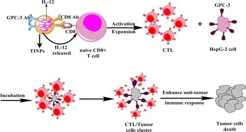 Figure 5 Scheme showing that TINPs enhance CD8+ T cell functions and cancer immunotherapy.