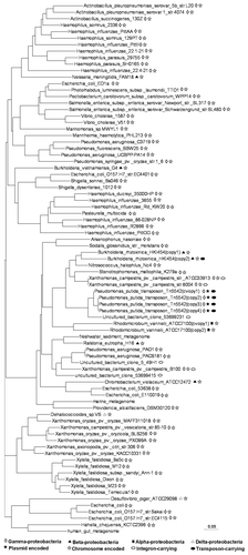 Figure 2 The phylogenetic tree of sRNA-Xcc1 homologs based on multiple alignments. Symbols on the right hand side of the name of the bacterial strain indicate the class of the bacterial species, and the location of the sRNA-Xcc1 homolog.