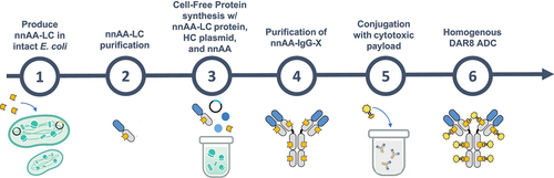 Figure 3. Schematic of cell free protein synthesis-based production of nnAA-IgG-X and ADC-X using nnAA-LC as pre-fabricated light chain.